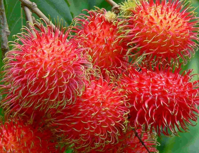 Bến Tre: Sản phẩm quả chôm chôm được bảo hộ chỉ dẫn địa lý
