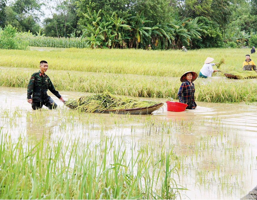 Khôi phục sản xuất nông nghiệp sau bão