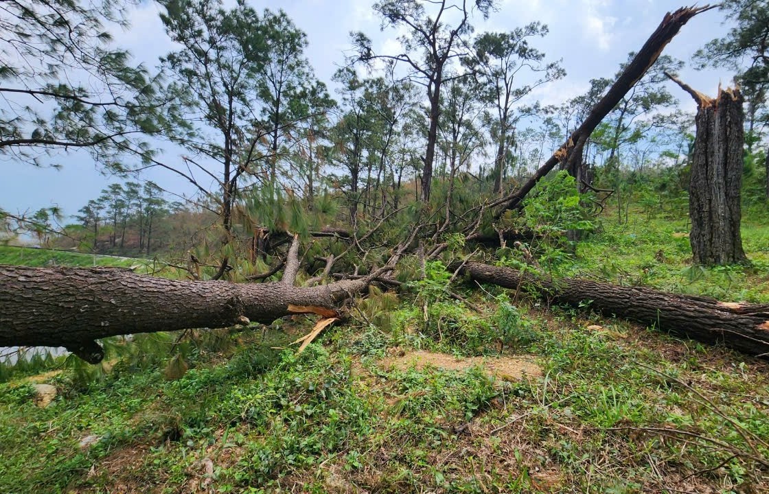 Quảng Ninh: Tìm giải pháp gỡ khó cho ngành lâm nghiệp sau cơn bão số 3