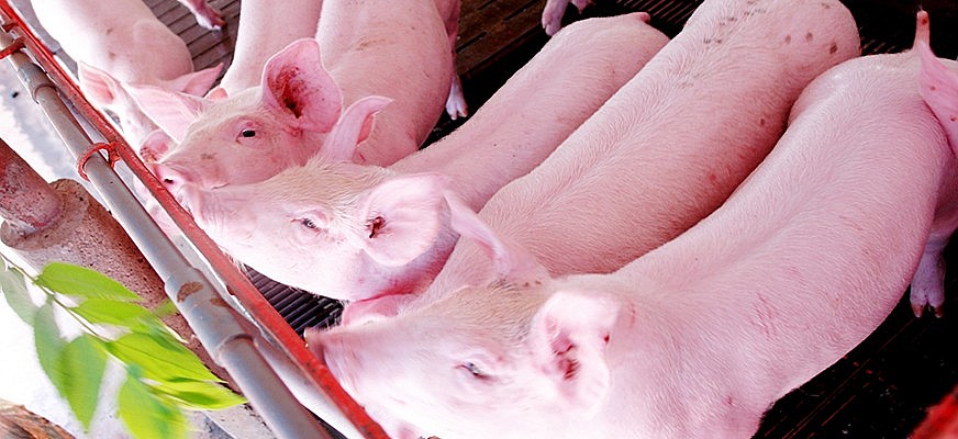 Ngày 22/3: Giá heo hơi tiếp tục giảm, thị trường xa dần mốc 80.000 đồng/kg Ngày 22/3: Giá heo hơi tiếp tục giảm, thị trường xa dần mốc 80.000 đồng/kg