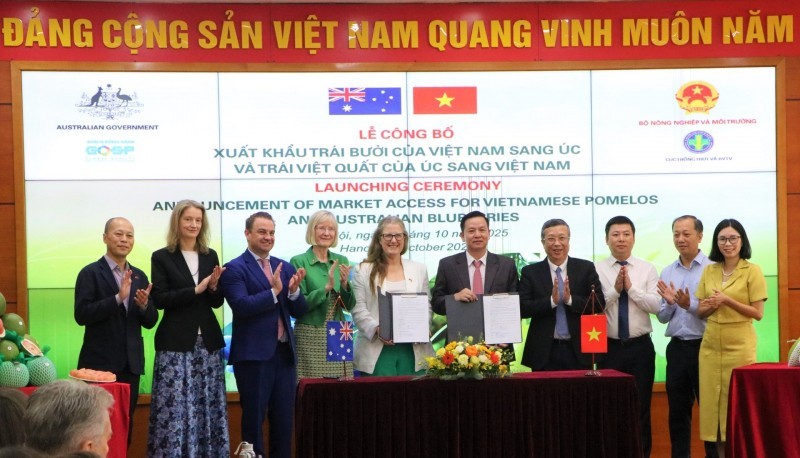 Việt Nam lần đầu xuất khẩu trái bưởi sang Úc