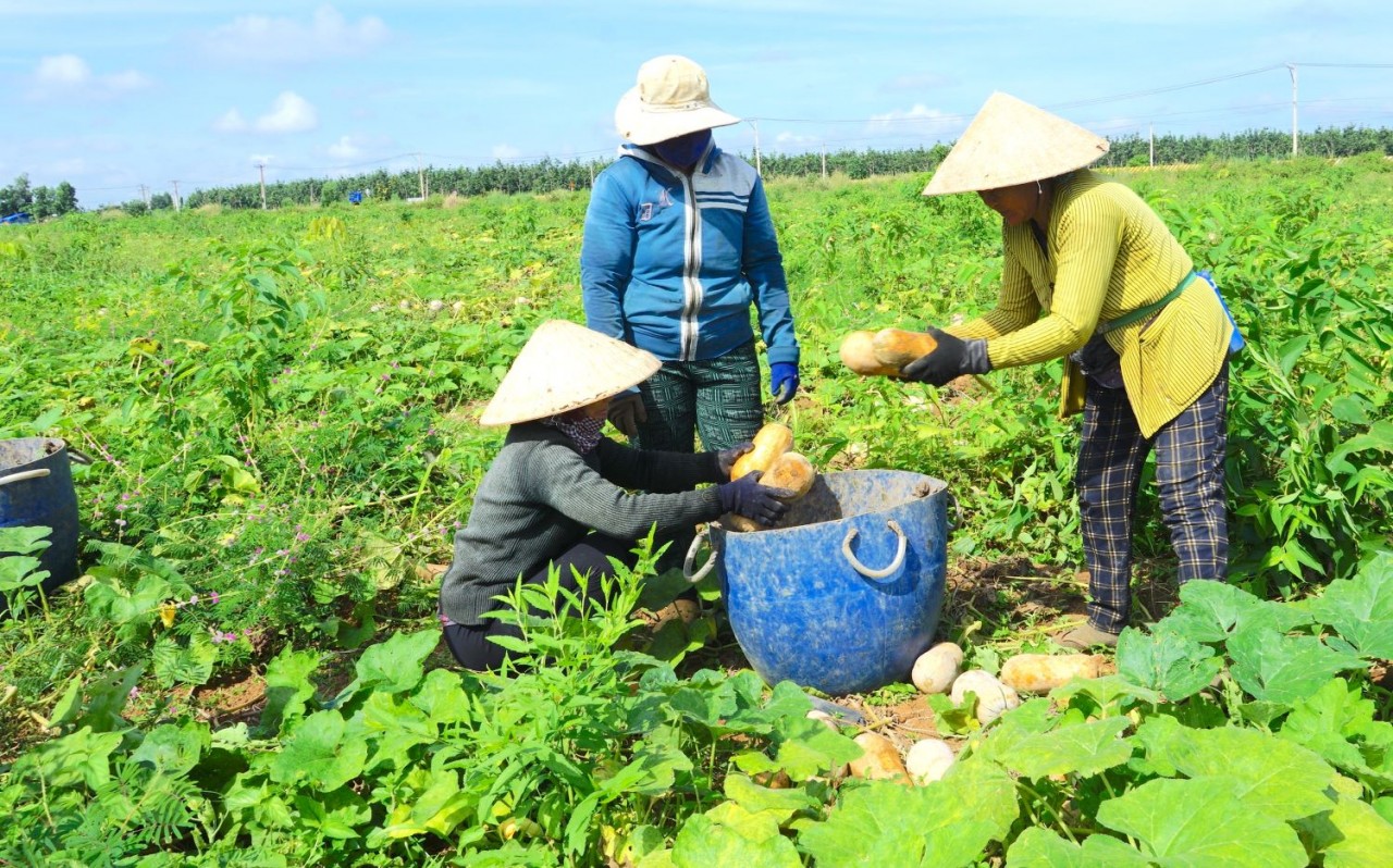 Tây Ninh triển khai 191 dự án, mô hình sinh kế, giúp hơn 1.587 hộ thoát nghèo bền vững Tây Ninh triển khai 191 dự án, mô hình sinh kế, giúp hơn 1.587 hộ thoát nghèo bền vững