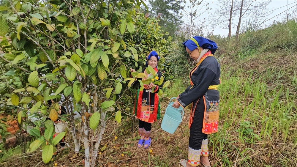 Quảng Ninh phát huy hiệu quả nguồn vốn tín dụng chính sách Quảng Ninh phát huy hiệu quả nguồn vốn tín dụng chính sách