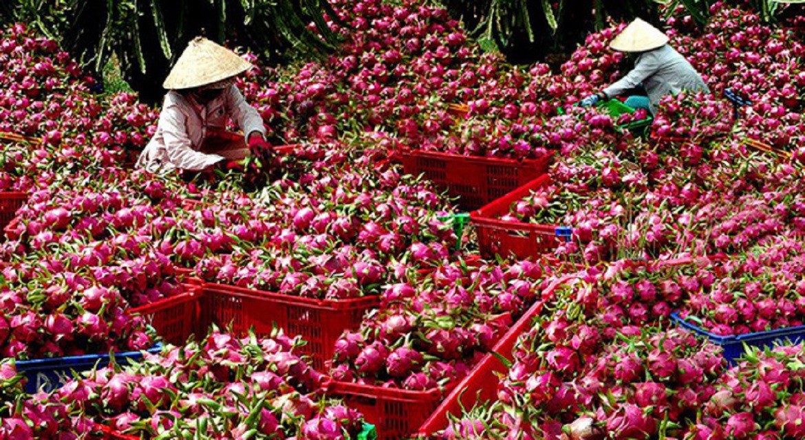 Thanh long Việt Nam xuất sang EU thuộc diện kiểm soát tăng cường với tần suất 30%