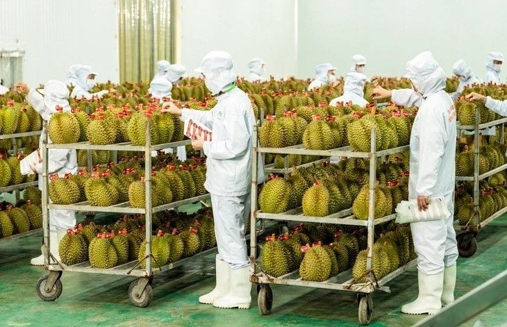 Khẩn trương tháo nút thắt kiểm nghiệm cho sầu riêng xuất khẩu