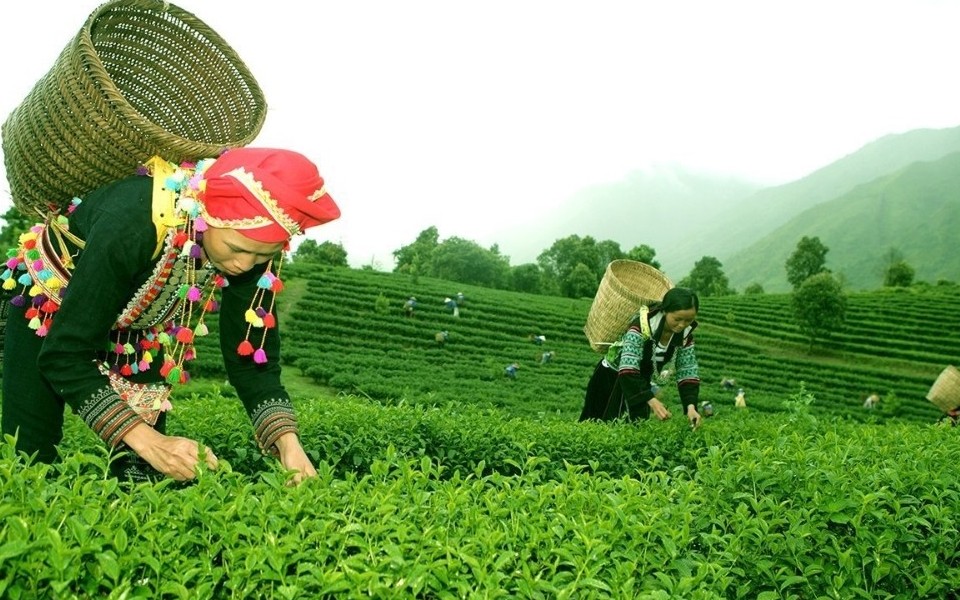Lai Châu tăng tốc phát triển nông nghiệp xanh, hình thành vùng sản xuất Đăng nhập tài khoản thành viên Kl99 quy mô lớn