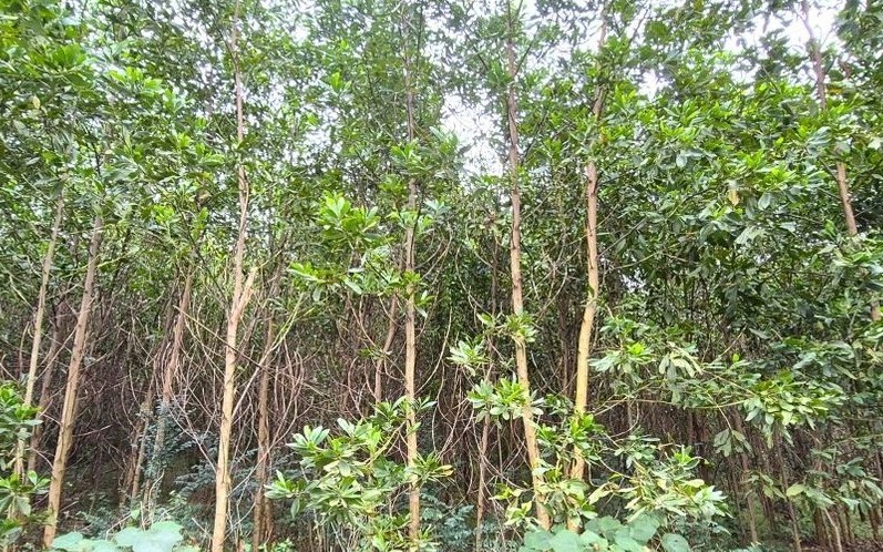 Xây dựng dữ liệu vùng trồng: “Tấm vé thông hành” để nông, lâm sản Việt vào EU