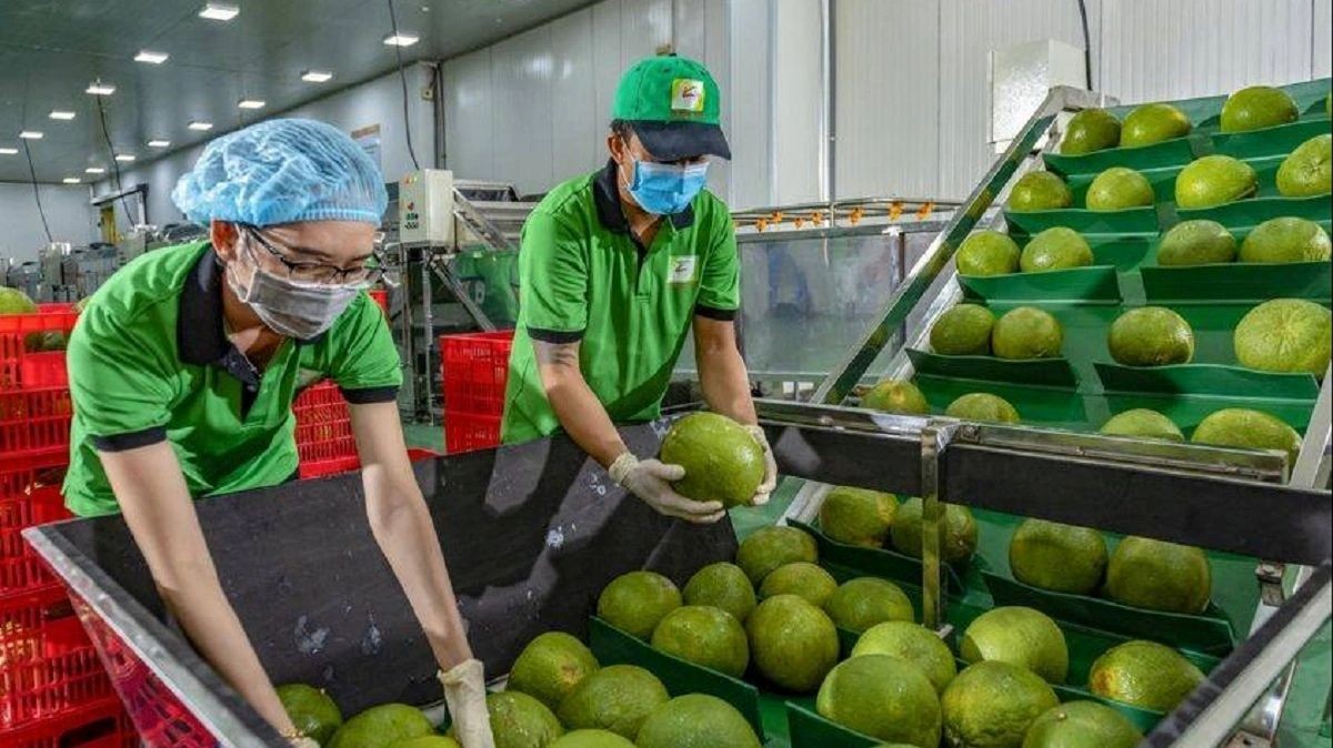 Bưởi, chanh xuất khẩu sang Trung Quốc phải được GACC phê duyệt
