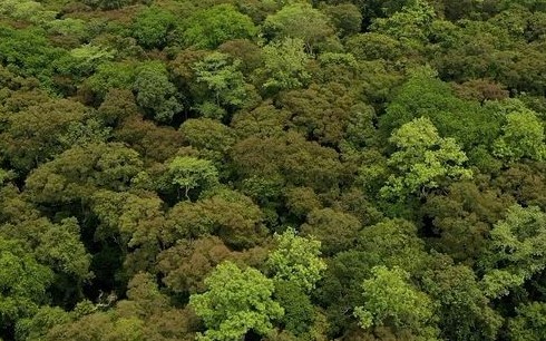 Việt Nam chính thức kích hoạt thị trường tín chỉ carbon quốc tế