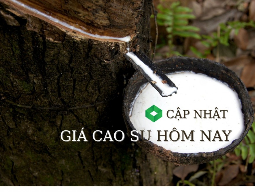 Ngày 21/5: Giá cao su tại các sàn giao dịch lớn đồng loạt tăng