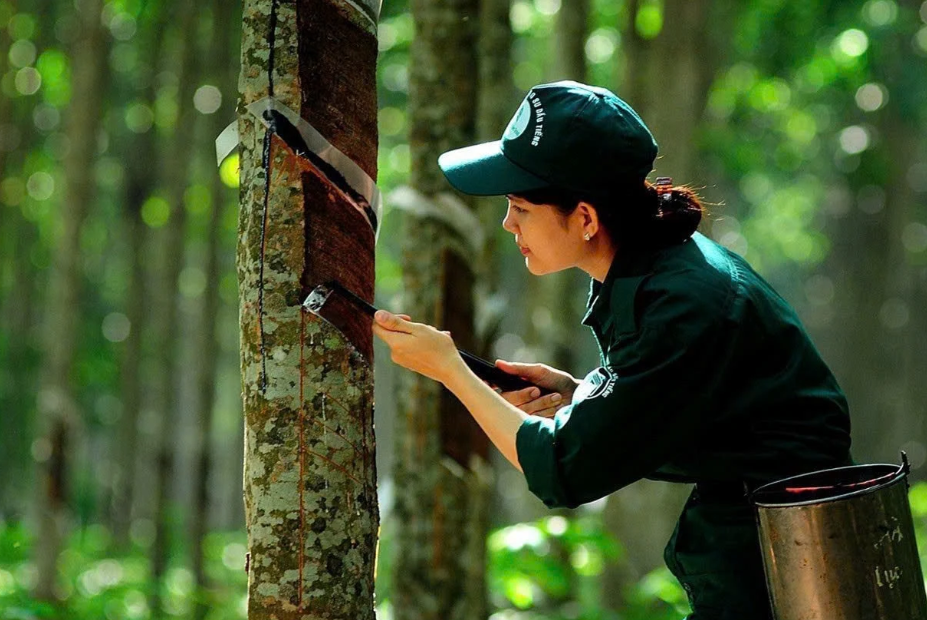 Ngày 23/5: Giá cao su trên các sàn giao dịch châu Á biến động trái chiều