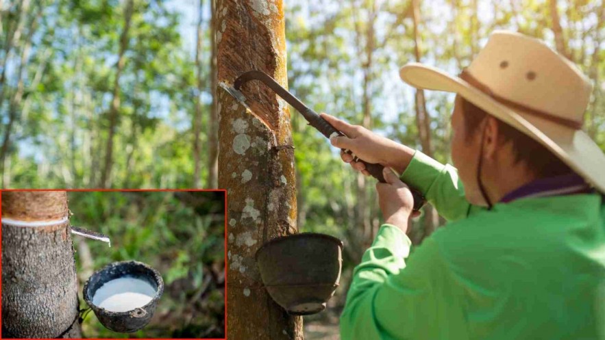 Ngày 24/5: Giá cao su châu Á giảm phiên thứ 3 liên tiếp Ngày 24/5: Giá cao su châu Á giảm phiên thứ 3 liên tiếp