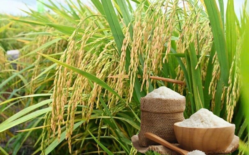 Ngày 25/5: Giá lúa gạo tại Đồng bằng sông Cửu Long bình ổn sáng đầu tuần
