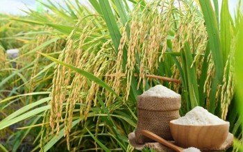 Ngày 25/5: Giá lúa gạo tại Đồng bằng sông Cửu Long bình ổn sáng đầu tuần