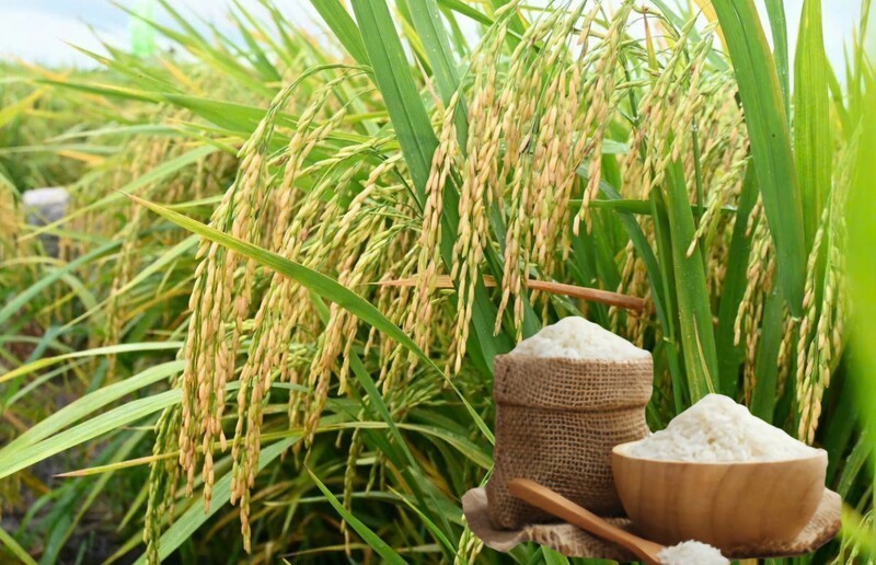 Ngày 25/5: Giá lúa gạo tại Đồng bằng sông Cửu Long bình ổn sáng đầu tuần