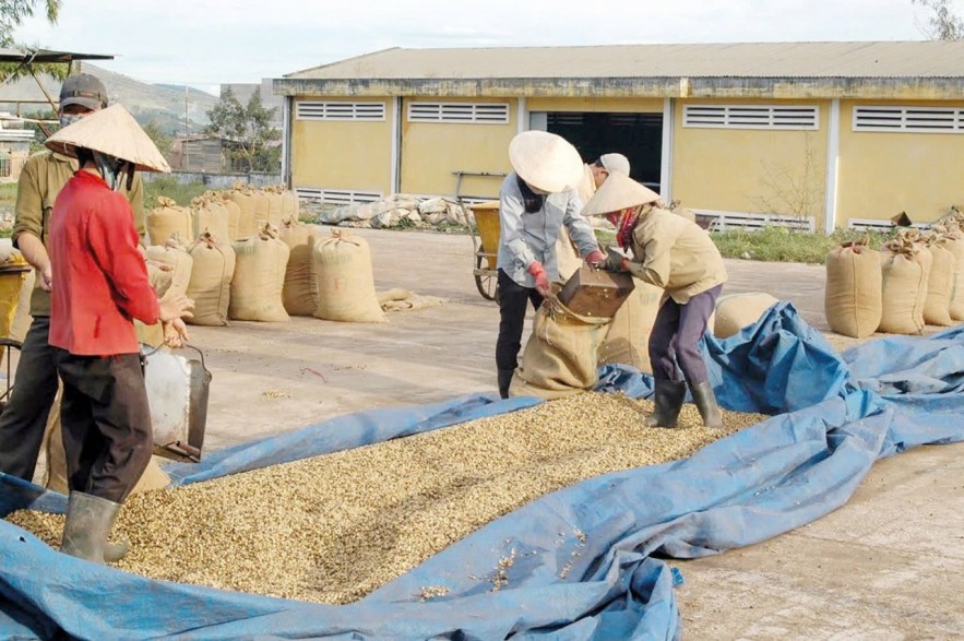 Giá cà phê duy trì xu hướng giảm nhẹ trước áp lực dư cung