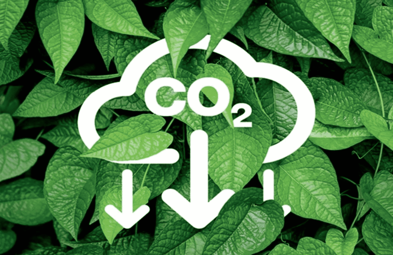 Tín chỉ carbon rừng vào khuôn khổ: Chỉ được giao dịch qua sàn, xuất khẩu tối đa 50% Tín chỉ carbon rừng vào khuôn khổ: Chỉ được giao dịch qua sàn, xuất khẩu tối đa 50%