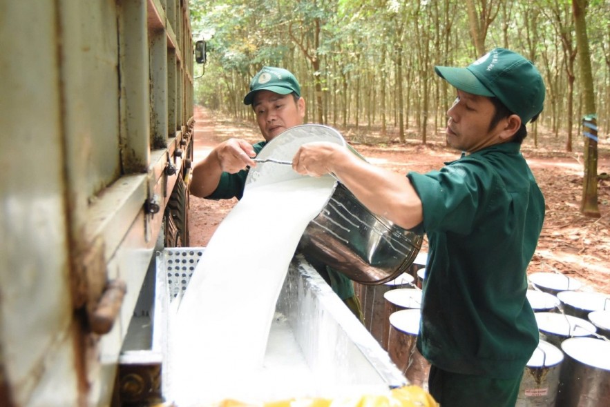 Ngày 26/5: Giá cao su tại các thị trường chính châu Á tiếp tục giảm Ngày 26/5: Giá cao su tại các thị trường chính châu Á tiếp tục giảm