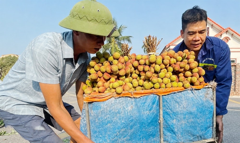 Bộ Công thương đề nghị tạo “luồng xanh” cho vải thiều xuất khẩu vụ 2026 Bộ Công thương đề nghị tạo “luồng xanh” cho vải thiều xuất khẩu vụ 2026