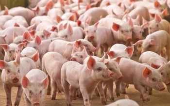 Ngày 27/5: Giá heo hơi duy trì ở mức cao tại nhiều địa phương
