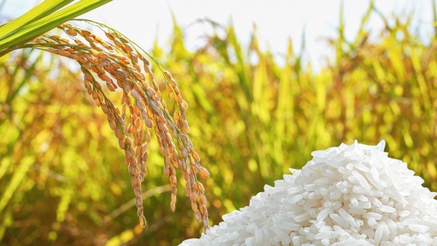 Ngày 7/6: Giá lúa gạo tại Đồng bằng sông Cửu Long ít biến động, giao dịch chậm