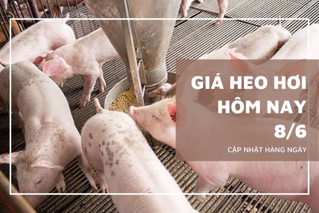 Ngày 8/6: Giá heo hơi dao động trong khoảng 64.000 - 68.000 đồng/kg Ngày 8/6: Giá heo hơi dao động trong khoảng 64.000 - 68.000 đồng/kg