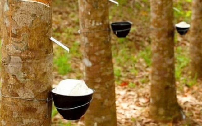 Ngày 11/6: Giá cao su giới biến động trái chiều, trong nước ổn định