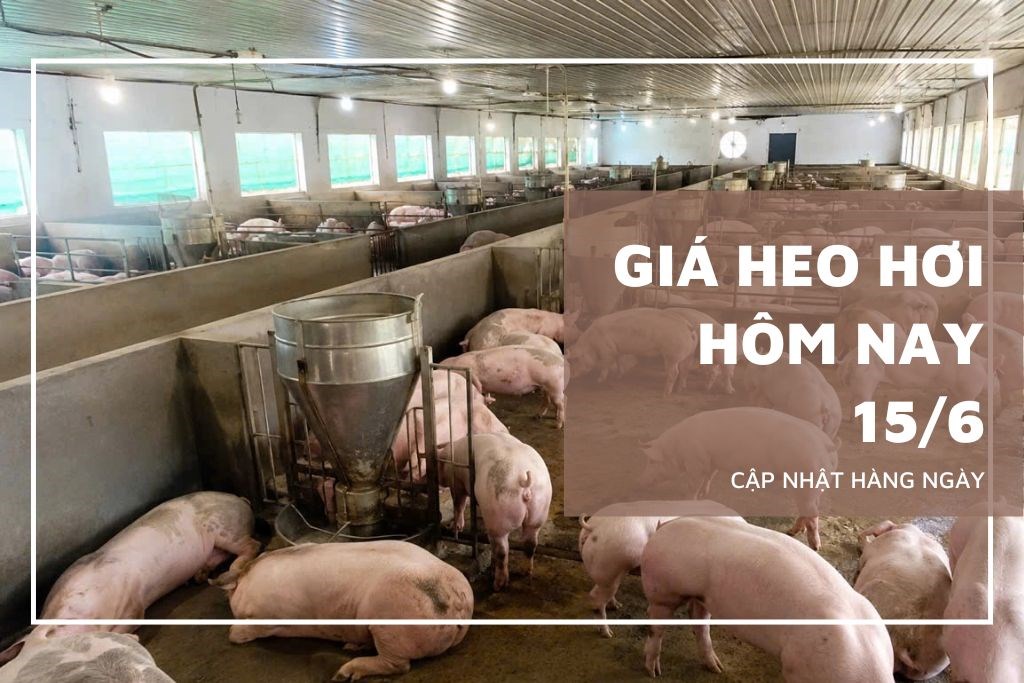 Ngày 15/6: Giá heo hơi tại nhiều địa phương về sát mốc 62.000 đồng/kg