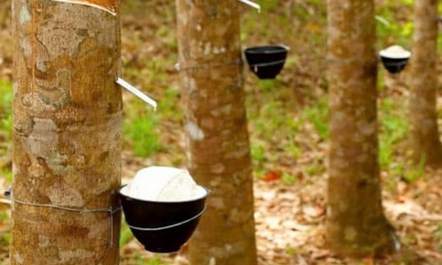 Ngày 16/6: Giá cao su tại các thị trường chính châu Á đồng loạt tăng Ngày 16/6: Giá cao su tại các thị trường chính châu Á đồng loạt tăng