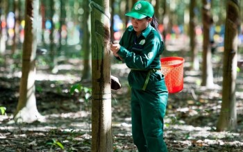 Ngày 18/6: Giá cao su tại các thị trường châu Á đồng loạt tăng