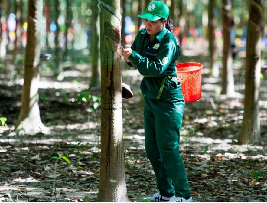 Ngày 18/6: Giá cao su tại các thị trường châu Á đồng loạt tăng