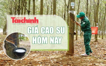 Ngày 19/6: Giá cao su thế giới biến động trái chiều