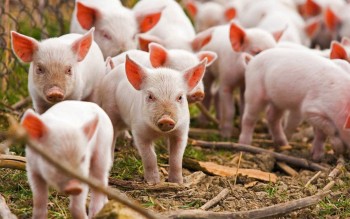 Ngày 19/6: Giá heo hơi phân hóa giữa các khu vực trên cả nước