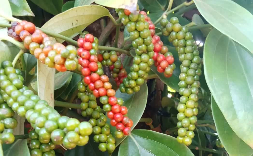 Ngày 19/6: Giá cà phê tăng trở lại, hồ tiêu neo cao ở mức 140.500 đồng/kg giatieu.webp