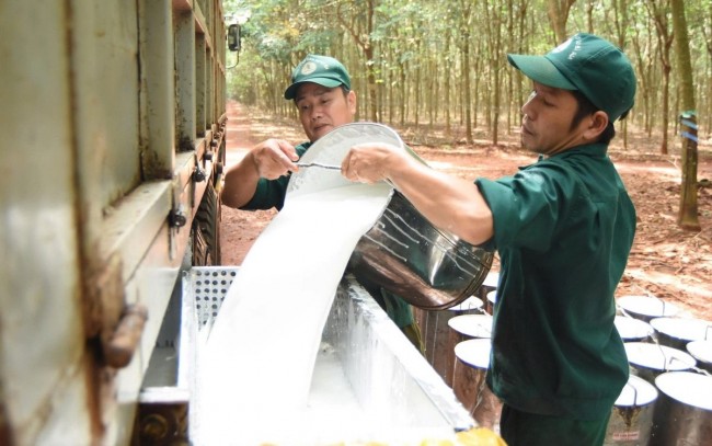 Ngày 20/6: Giá cao su thế giới bước vào giai đoạn điều chỉnh ngắn hạn