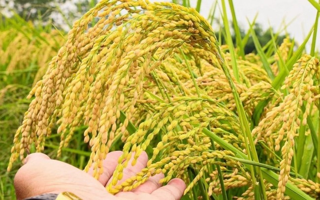 Ngày 20/6: Giá lúa tươi tại Đồng bằng sông Cửu Long đồng loạt giảm