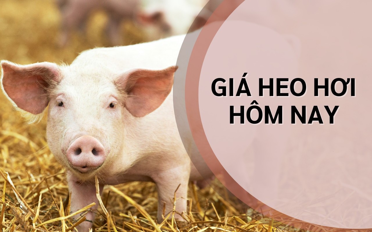 Ngày 20/6: Giá heo hơi chưa xuất hiện biến động mới