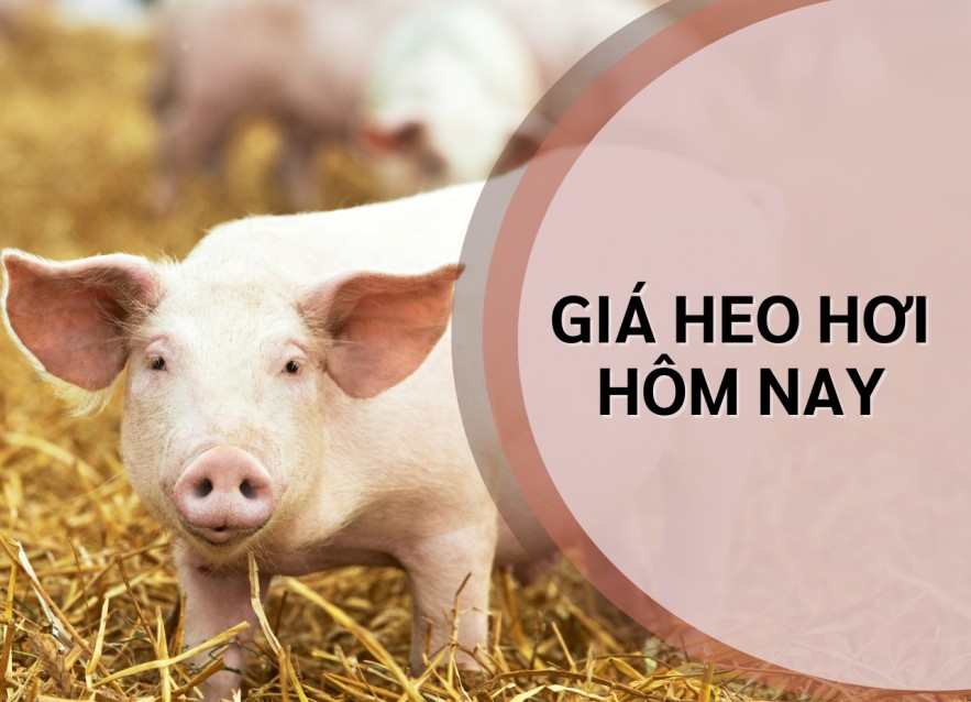 Ngày 20/6: Giá heo hơi chưa xuất hiện biến động mới Ngày 20/6: Giá heo hơi chưa xuất hiện biến động mới