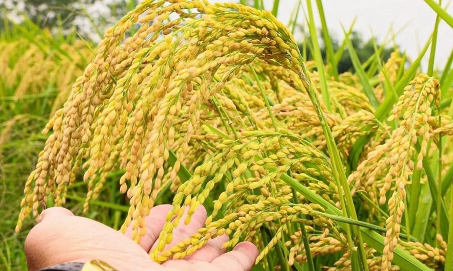 Ngày 20/6: Giá lúa tươi tại Đồng bằng sông Cửu Long đồng loạt giảm Ngày 20/6: Giá lúa tươi tại Đồng bằng sông Cửu Long đồng loạt giảm