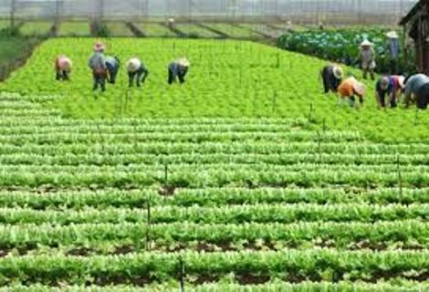37 phương án tổng thể sắp xếp nông lâm trường được phê duyệt